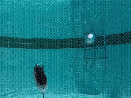 Bionic jointed swimming lure detail