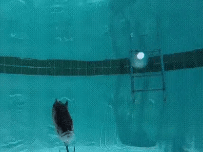 Bionic jointed swimming lure detail